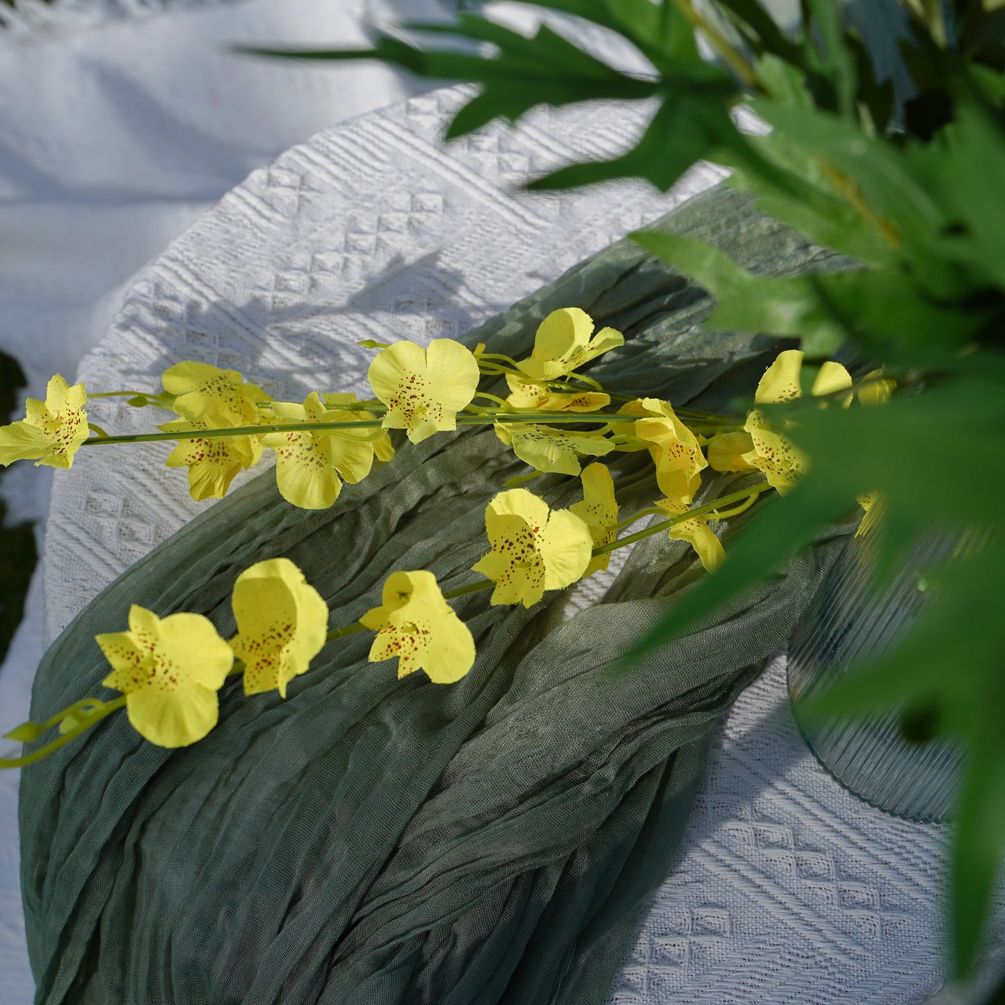 Dancing Lady Orchid - Yellow 跳舞兰-黄色