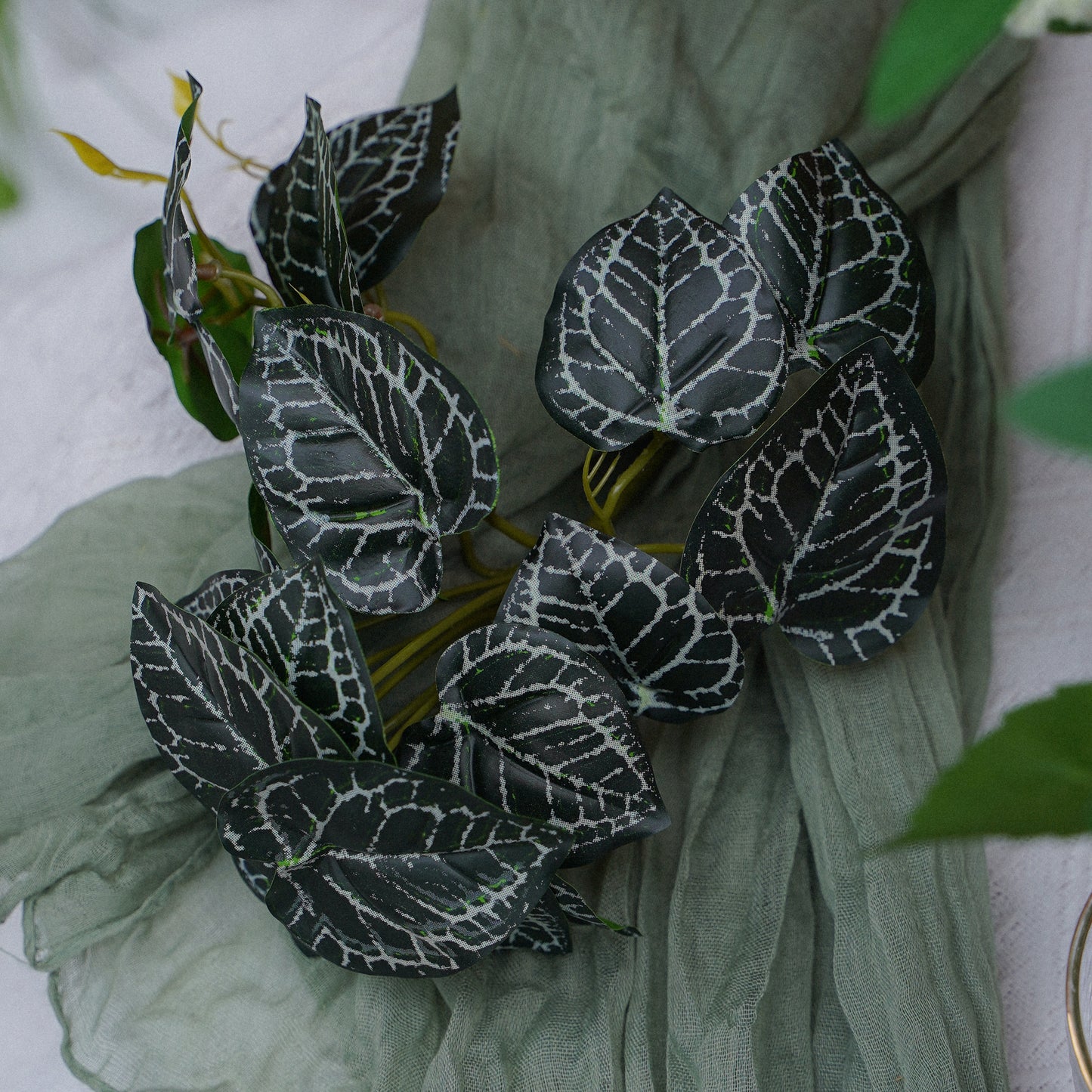 Kalanchoe Blossfeldiana - Green 水晶花蜡叶-绿