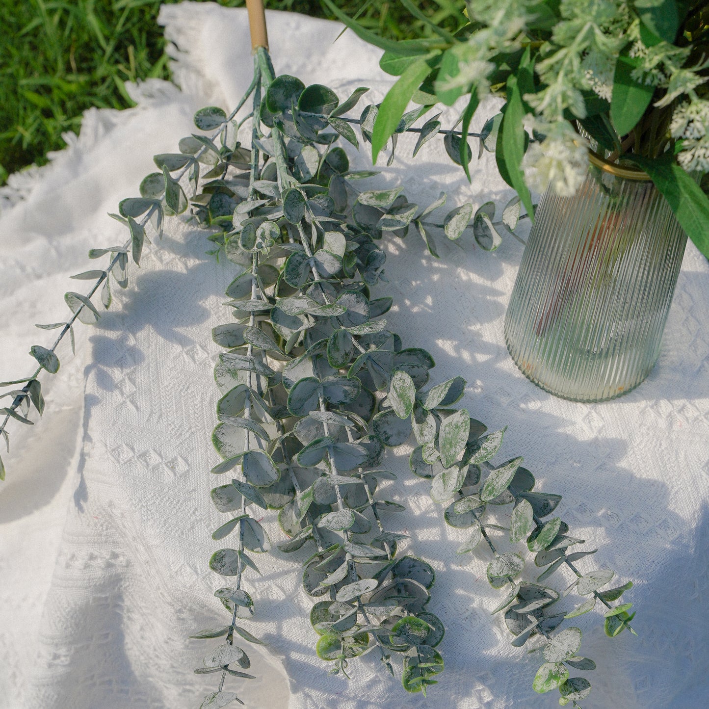 7-Fork Bunch of Pilea Peperomioides (Money Plant)7叉把束金钱叶