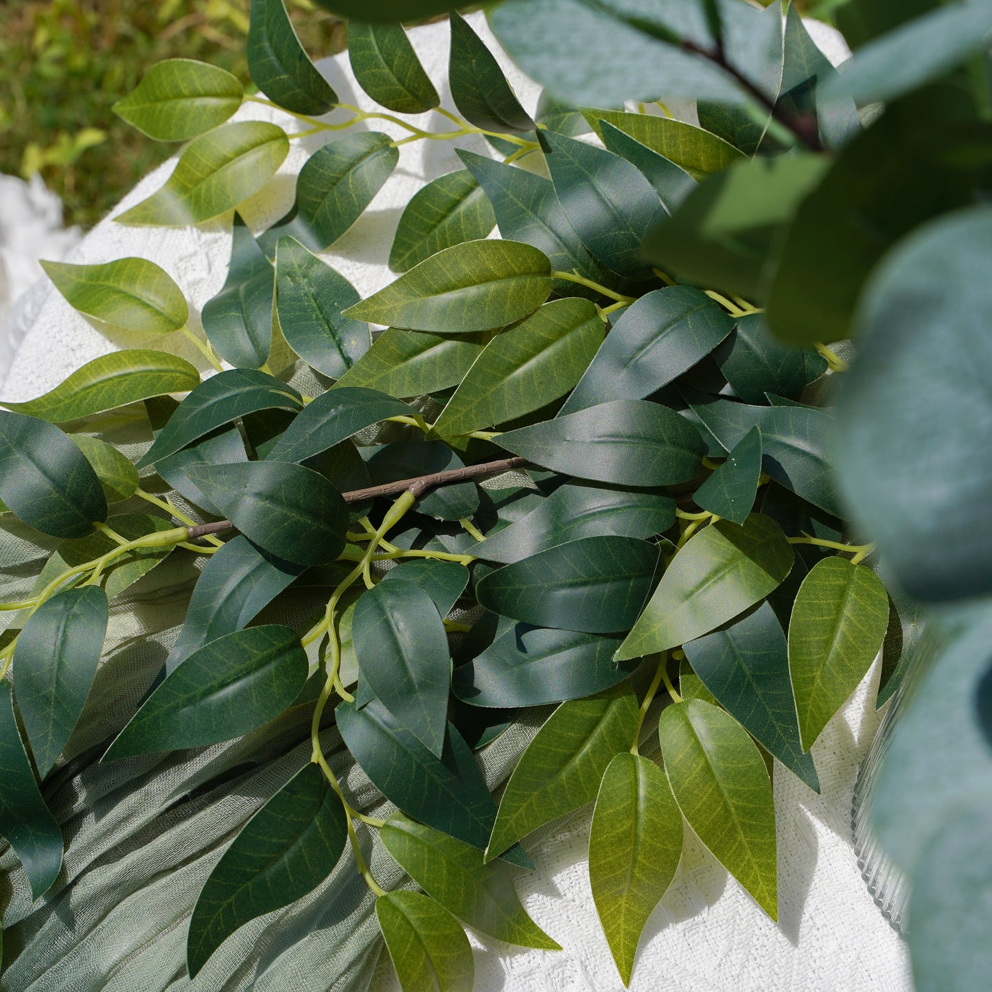 91-Leaved French Fig - Green 91叶法国榕-绿