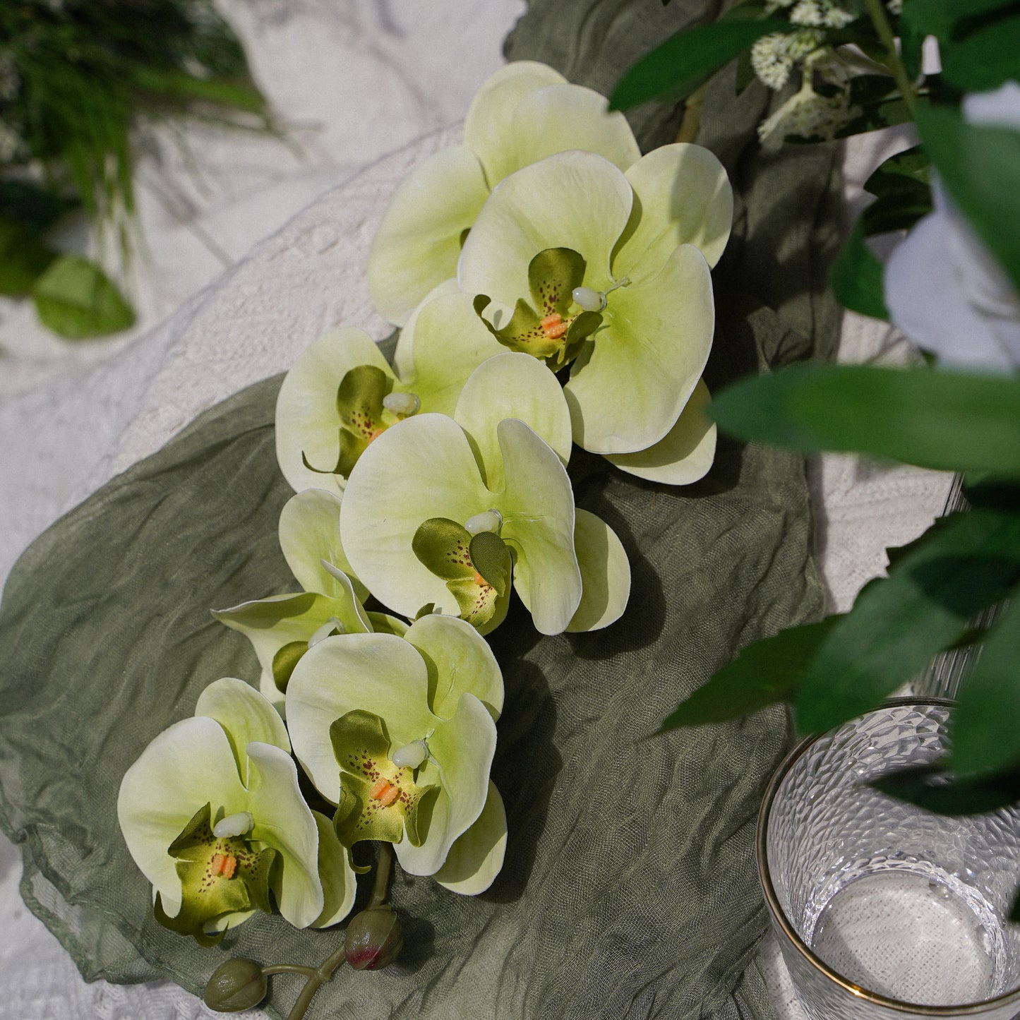 9-Head Butterfly Orchid - Green 9头蝴蝶兰 -绿色