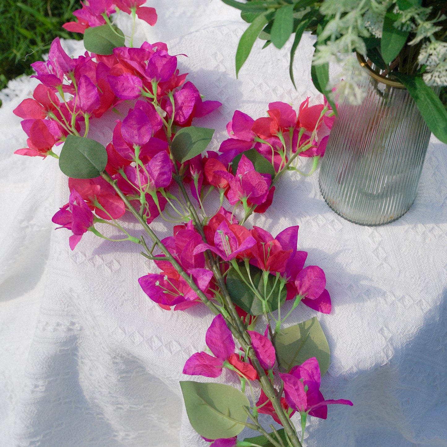 Bougainvillea - Plum Red 三角梅