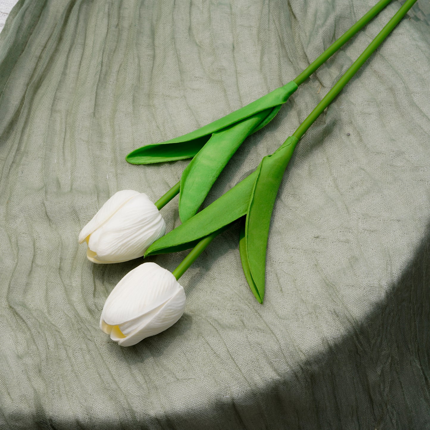 White Tulip白郁金香