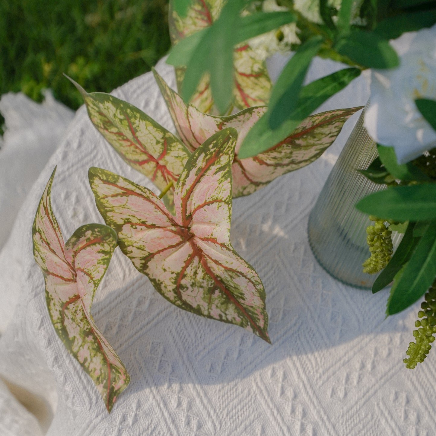 5-Leaf Caladium - Green-Pink 5叶彩芋-绿粉