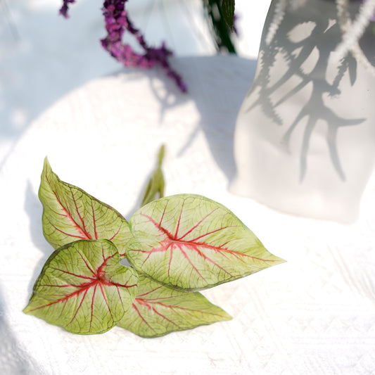 5-head Red Heart Yam - Red5头红心芋-红