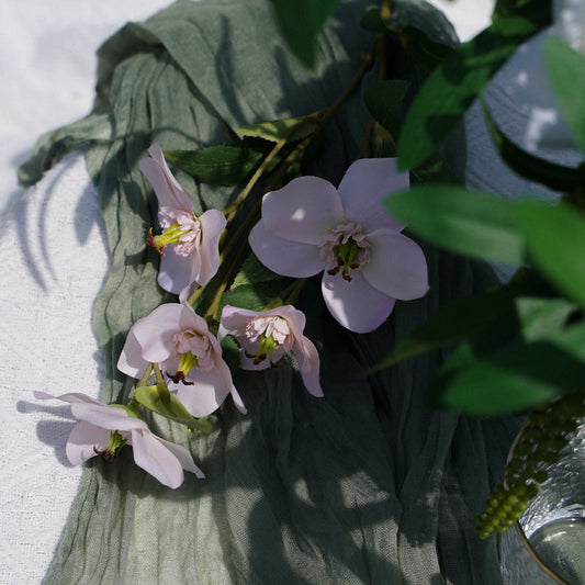 5-Head Christmas Matthiola - Light Pink 5头圣诞玫菟葵-淡粉色