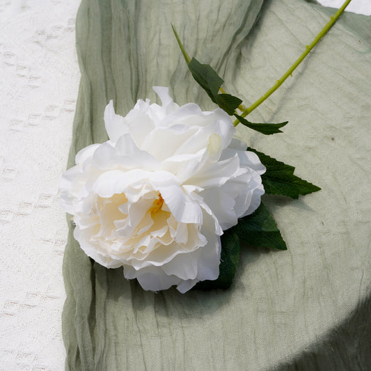 Peony - Creamy White牡丹-奶白