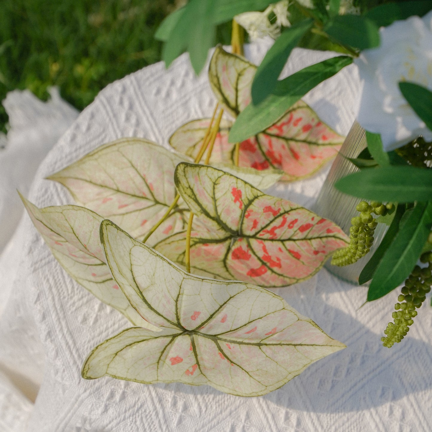 5-Leaf Caladium - White-Pink 5叶彩芋-白粉