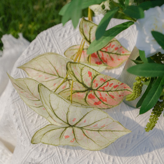 5-Leaf Caladium - White-Pink 5叶彩芋-白粉