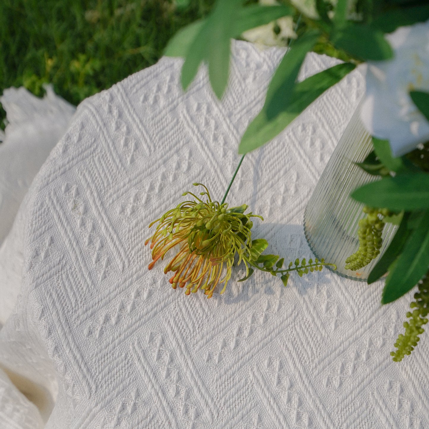 Pincushion Chrysanthemum - Green 针垫菊-绿色