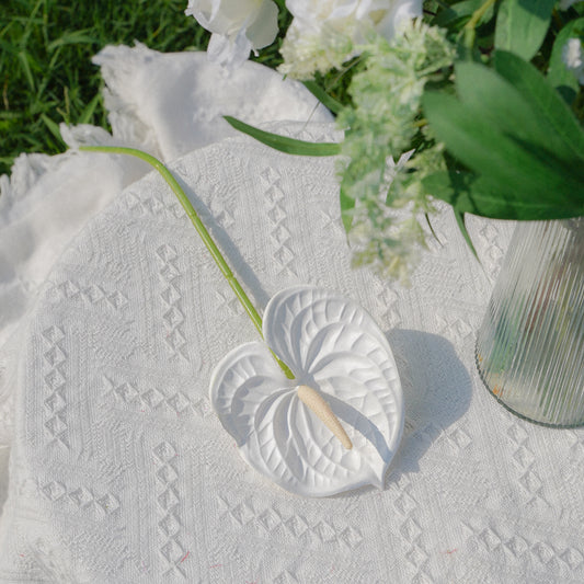 Peace Lily 白掌