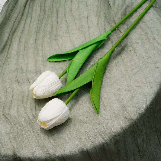 White Tulip白郁金香