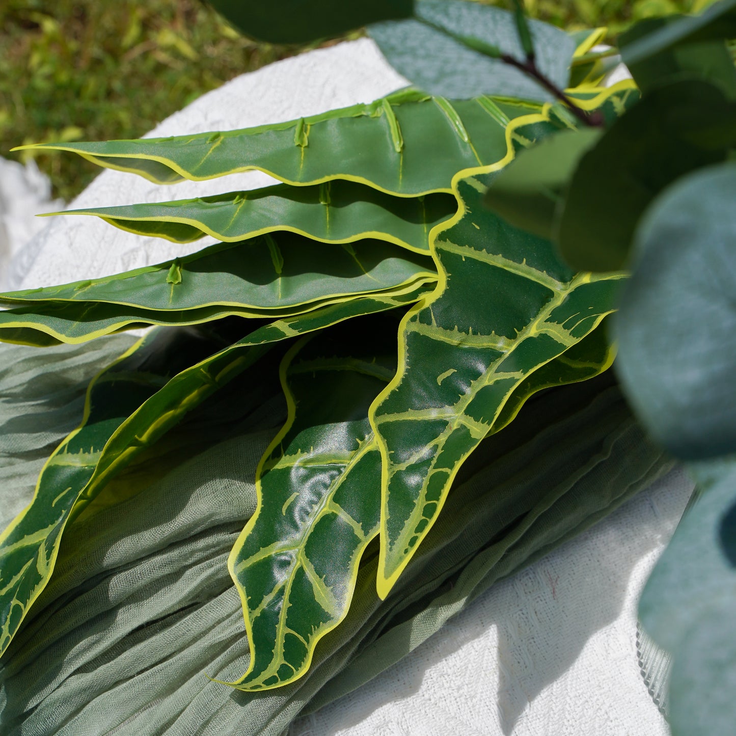 Elephant Ear Plant仙芋叶