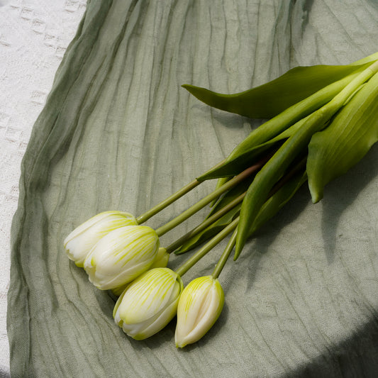 Tulip - White Green 郁金香-白绿